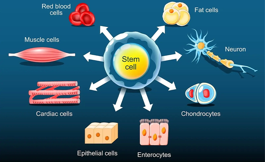 Stem Cell Therapy: Rebuilding the Body with Mesenchymal Precision