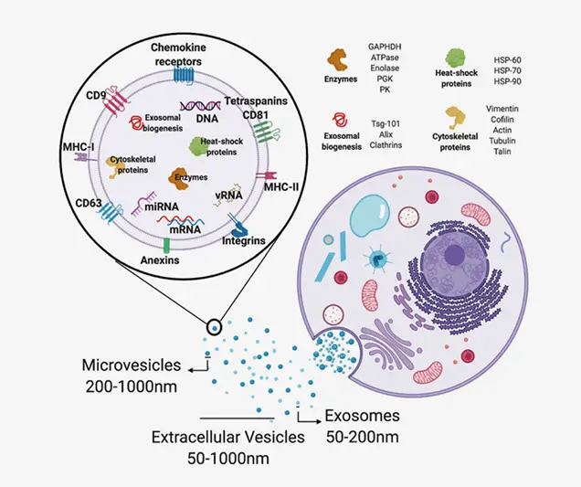Autologous Exosome Therapy