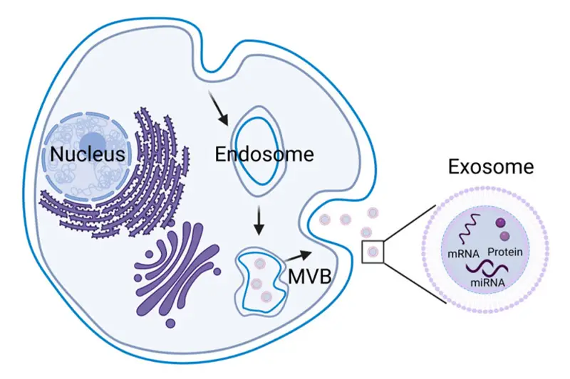 Heterologous Exosome Therapy