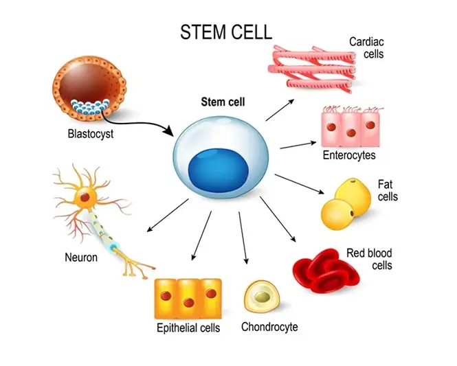 Stem Cell Therapy (Stromal Vascular Fraction – SVF)